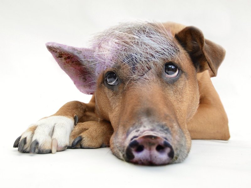 Unangenehmes anpacken – Der Kampf gegen den Schweinehund