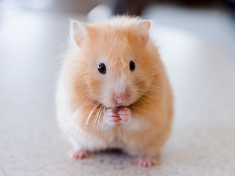 Maus ricky-kharawala-adK3Vu70DEQ-unsplash